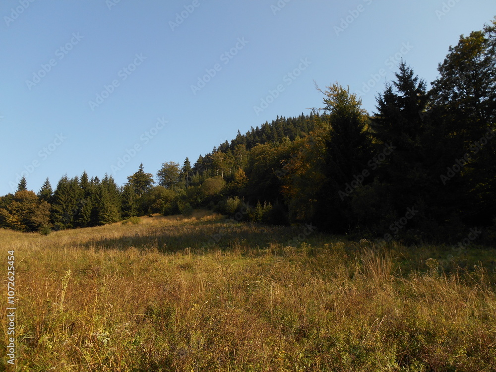 Obraz premium Suche Mountains, Poland. Mountain meadow.