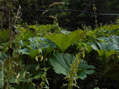 Petasites hybridus, also known as the butterbur. Thickets in the forest. Leaves visible.