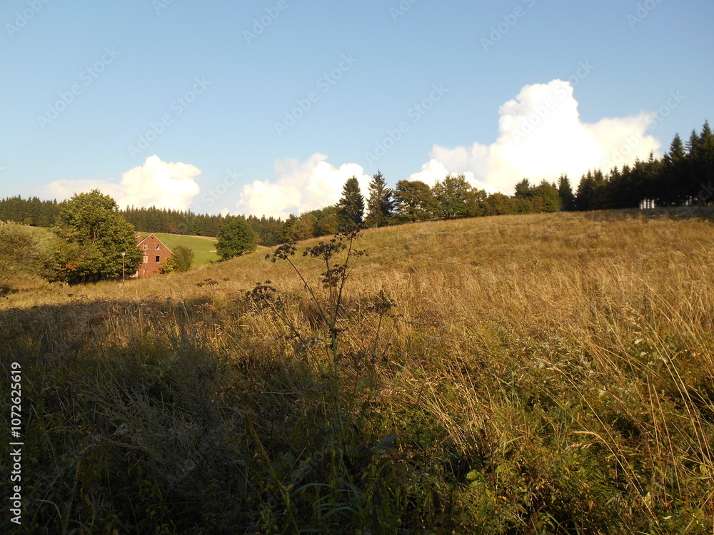 Fototapeta premium Suche Mountains, Poland. Mountain meadow.