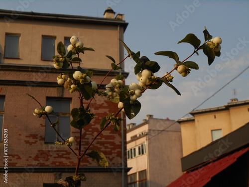 Branches with fruit of a snowberry bush with walls of buildings in the background