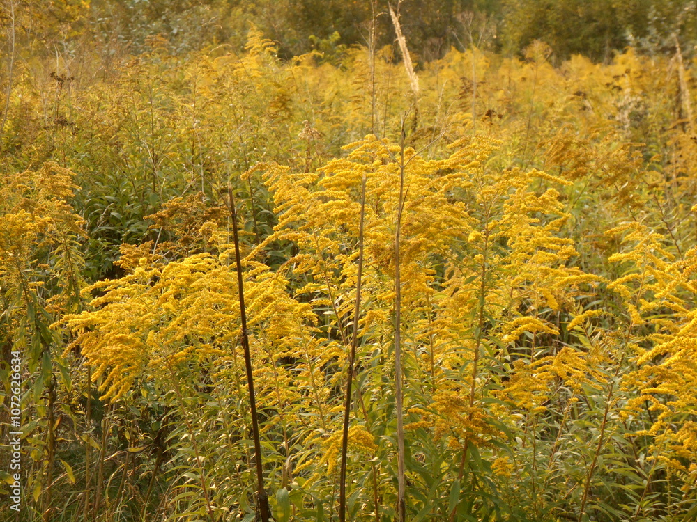 Fototapeta premium Blooming goldenrod. Wasteland, Poland.