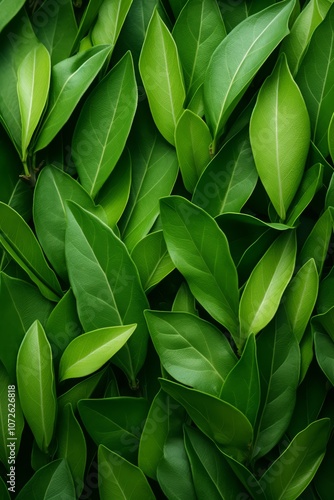 A close-up shot of vibrant green leaves, creating a lush and natural texture.