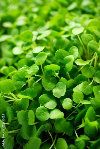 Close-up of fresh, vibrant green microgreens.