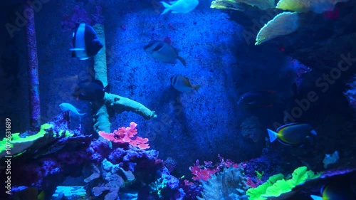 Tropical fish and corals: Threadfish seabass, wrasse, bluegreen chromis, orange fairy basslet, sixline wrasse, sailfin tang, pacific blue tang, unicornfish, surgeonfish, butterflyfish, angelfish photo