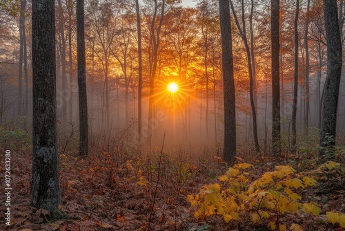 Golden sunrise illuminating misty autumn forest