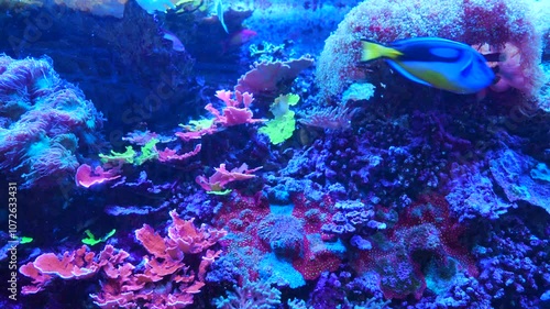 Tropical fish and corals: Threadfish seabass, wrasse, bluegreen chromis, orange fairy basslet, sixline wrasse, sailfin tang, pacific blue tang, unicornfish, surgeonfish, butterflyfish, angelfish