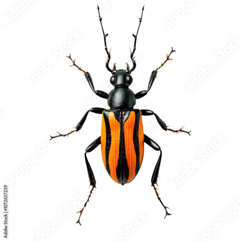 Tiger beetle with black and orange striped wings. The insect has long legs and antennae. Isolated against isolated transparent background. Perfect for science, nature, and wildlife themes. Alpha mask. photo