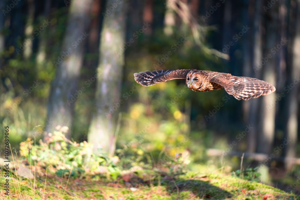 Tawny Owl (Strix aluco) in Flight Through a Forest