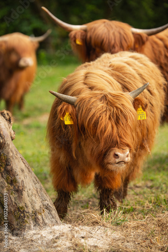 Highland cattle grazing in a lush green meadow photo