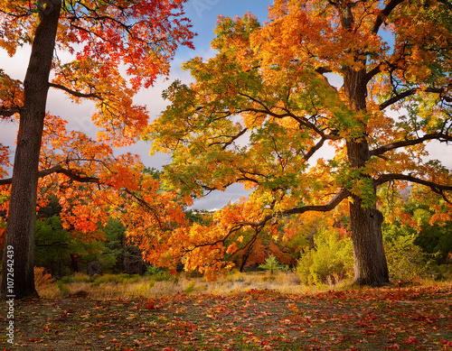 Pin Oak tree (Quercus palustris) reveals its stunning autumn foliage, with leaves transitioning through rich hues of red, orange, and golden yellow, showcasing the season’s vibrant colors. photo