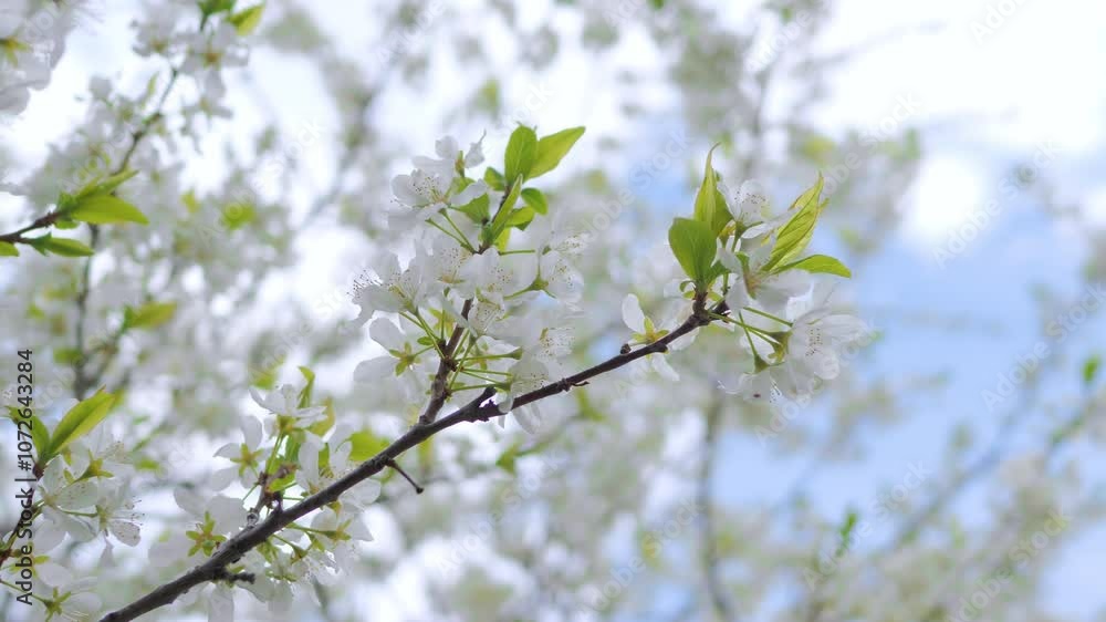 Cherry tree branch showing spring flowers Cherry tree branch showing spring flowers