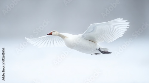 Snowy Goose in Flight