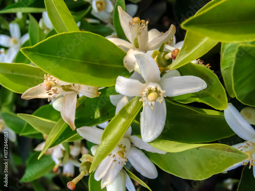 Citrus flowers on the tree. Orange flower in an orchard in Brazil photo