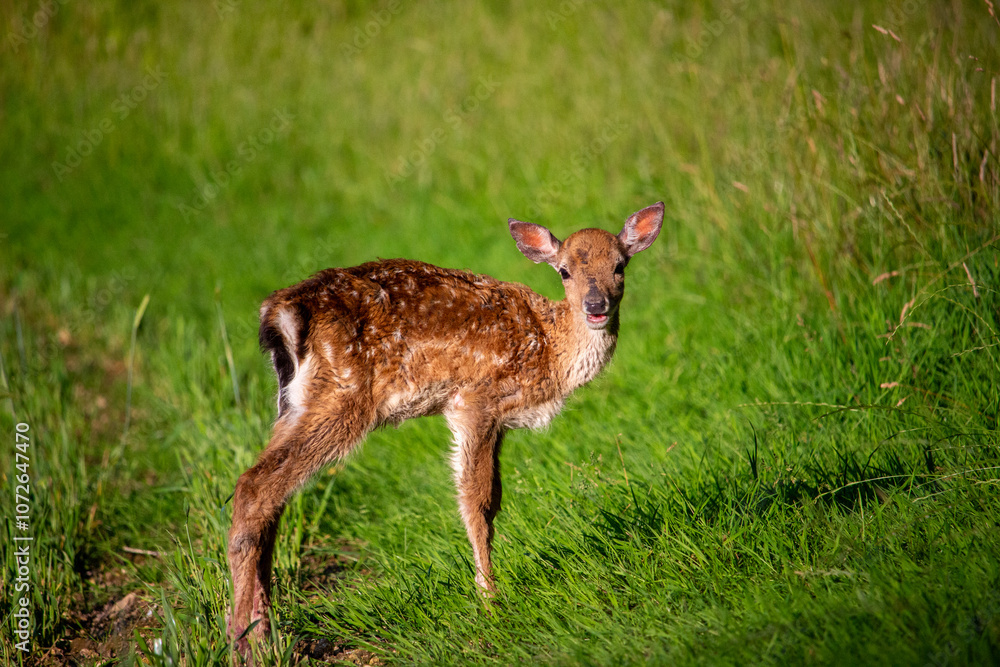 deer in the woods deer in the woods