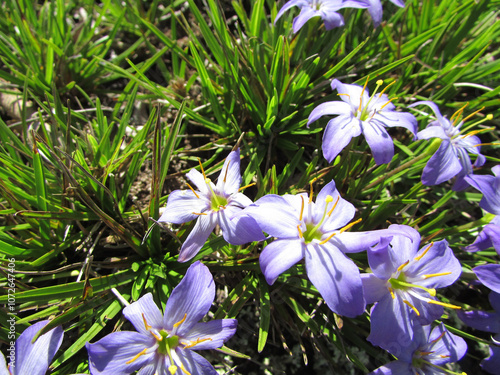 A beautiful plant called Canela-de-Ema amidst rocks on top of a beautiful mountain with its flowers