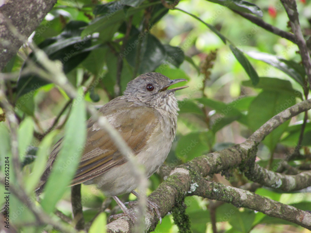 A gully thrush (Turdus leucomelas) singing in a tree in the middle of the forest A gully thrush (Turdus leucomelas) singing in a tree in the middle of the forest