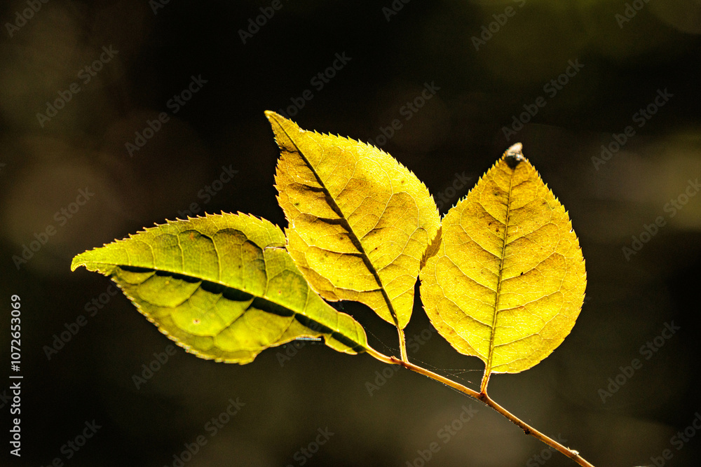 Obraz premium 日差しを浴びて輝く黄色く色づいた葉