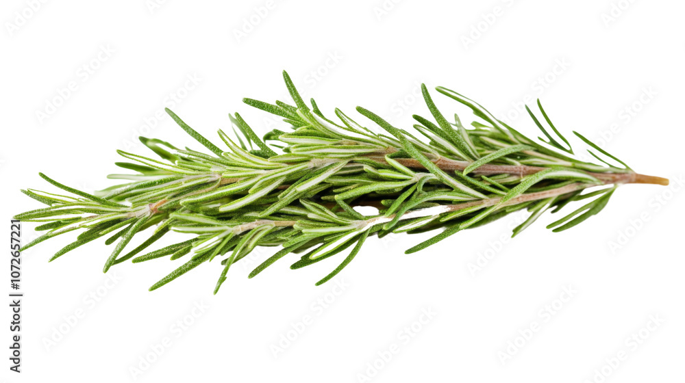 rosemary on transparent background rosemary on transparent background