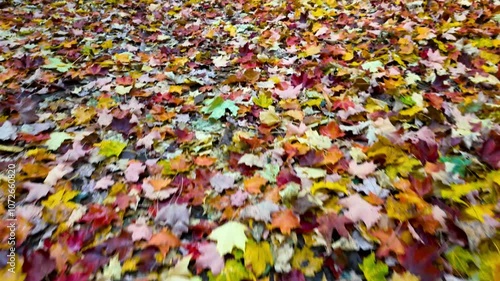 Different color fallen Maple leaves during autumn time.