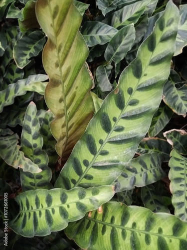 Calathea lancifolia, commonly known as rattlesnake plant. Goeppertia insignis. It's native to Brazil and used as a houseplant
 photo