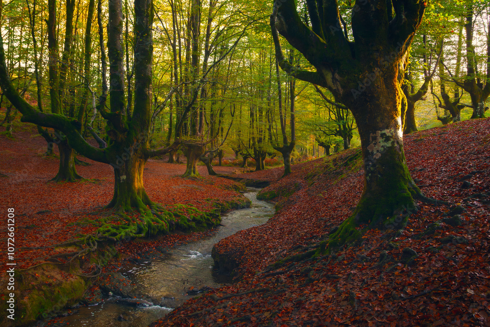 The Forest of Mystic Shapes