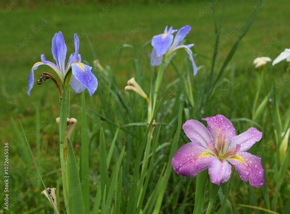 pink and purple iris flowers after the rain pink and purple iris flowers after the rain
