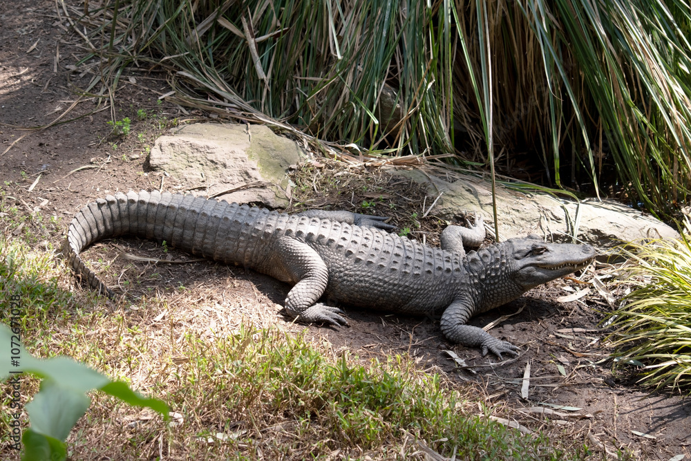 this is a side view of an alligator this is a side view of an alligator