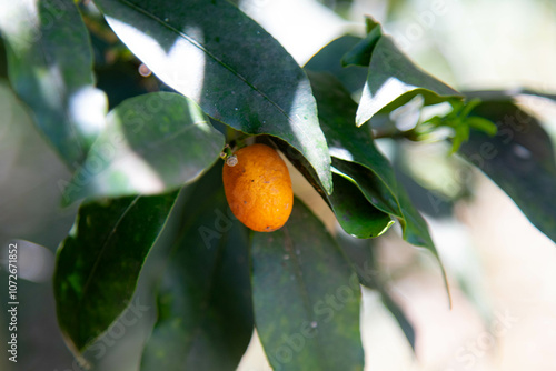 Exotic ripe mini kinkan orange fruit (Fortunella margarita) on tree photo