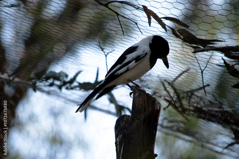 The Pied Butcherbird is a medium-sized black and white bird. It has a full black hood, dark brown eye and long, hooked, grey and black bill. The Pied Butcherbird is a medium-sized black and white bird. It has a full black hood, dark brown eye and long, hooked, grey and black bill.