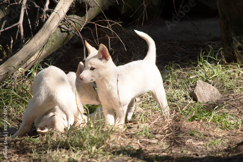 Dingos are a dog-like wolf. Dingos have a long muzzle, erect ears and strong claws.