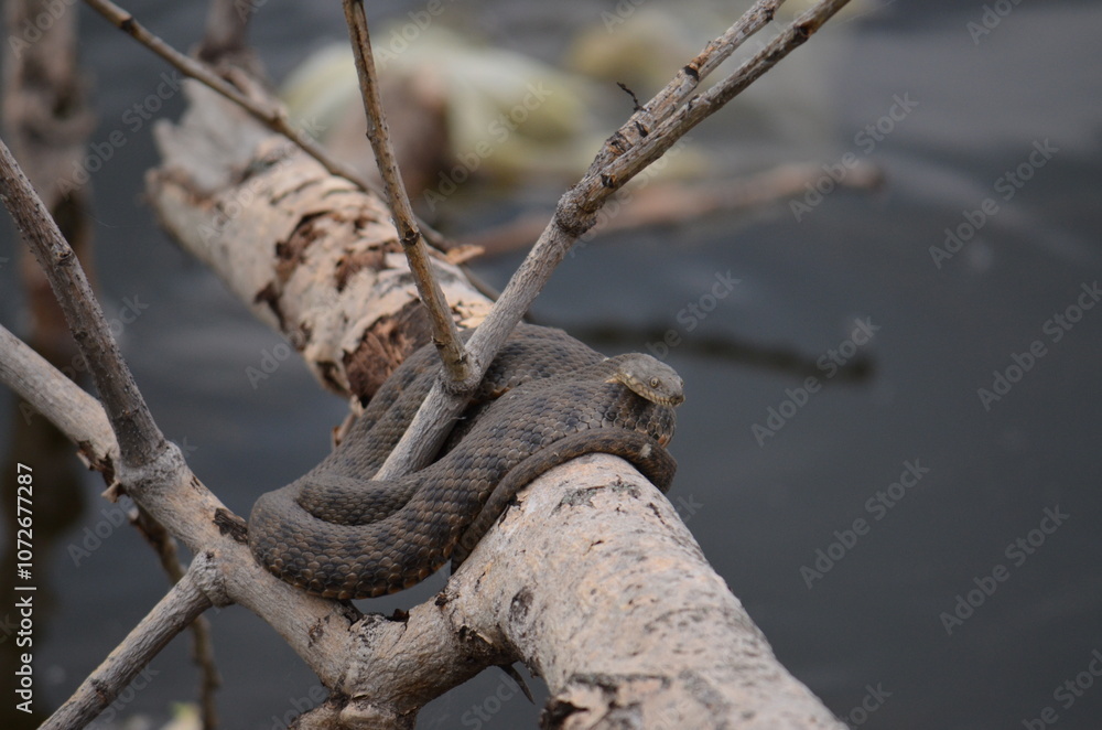snake snake
