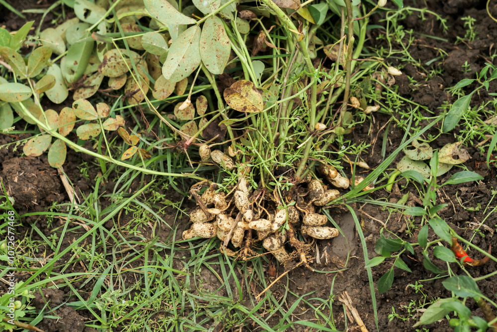 Photo of a peanut plant that has been removed and the peanuts can be seen. Photo of a peanut plant that has been removed and the peanuts can be seen.