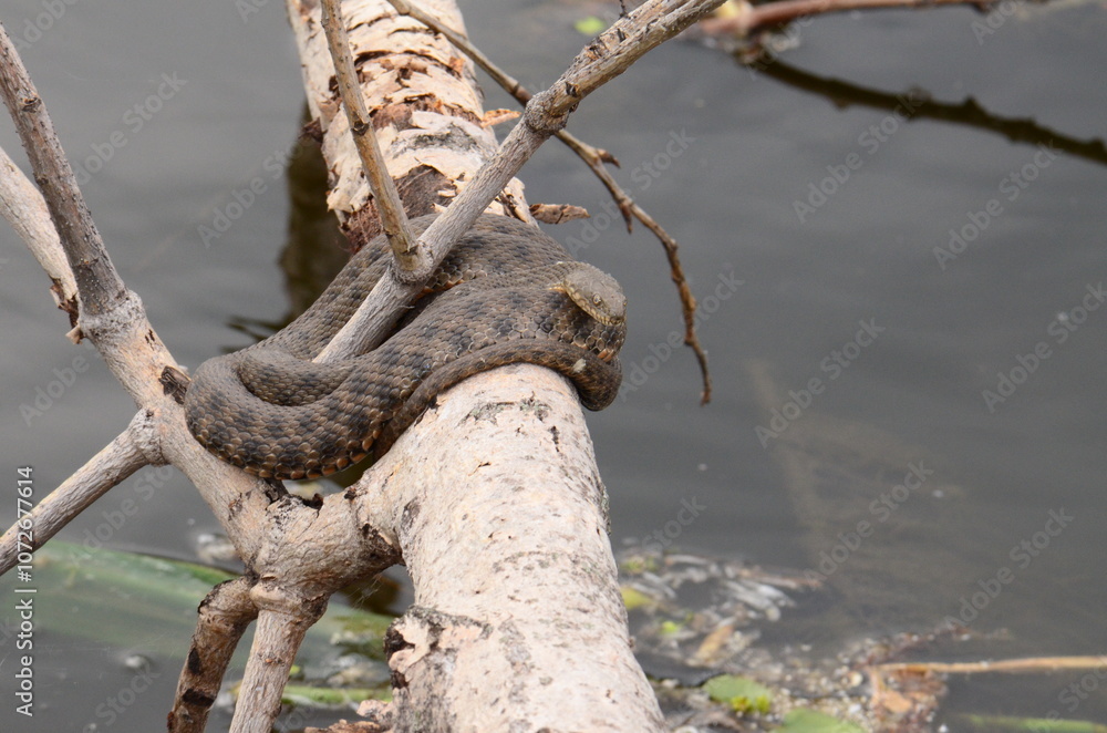 snake snake