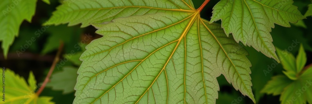 Close-up of a vibrant green sycamore maple leaf with intricate veins and serrated edges against a blurred natural background, texture, flora Close-up of a vibrant green sycamore maple leaf with intricate veins and serrated edges against a blurred natural background, texture, flora