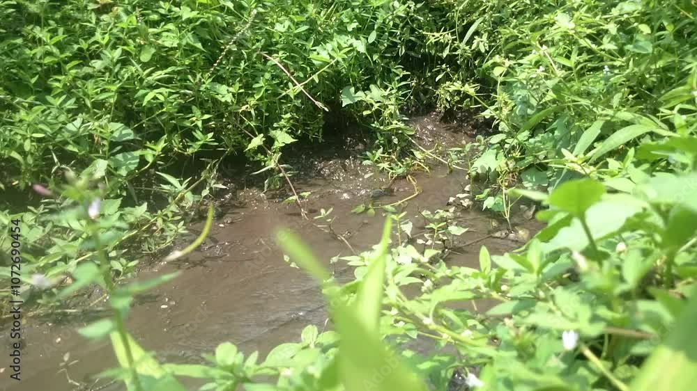 The small river flows through the midst of dense wild plants The small river flows through the midst of dense wild plants