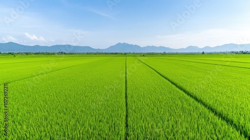 Vast green rice field with clear blue sky and distant mountains. Rural landscape with agricultural fields and nature view.