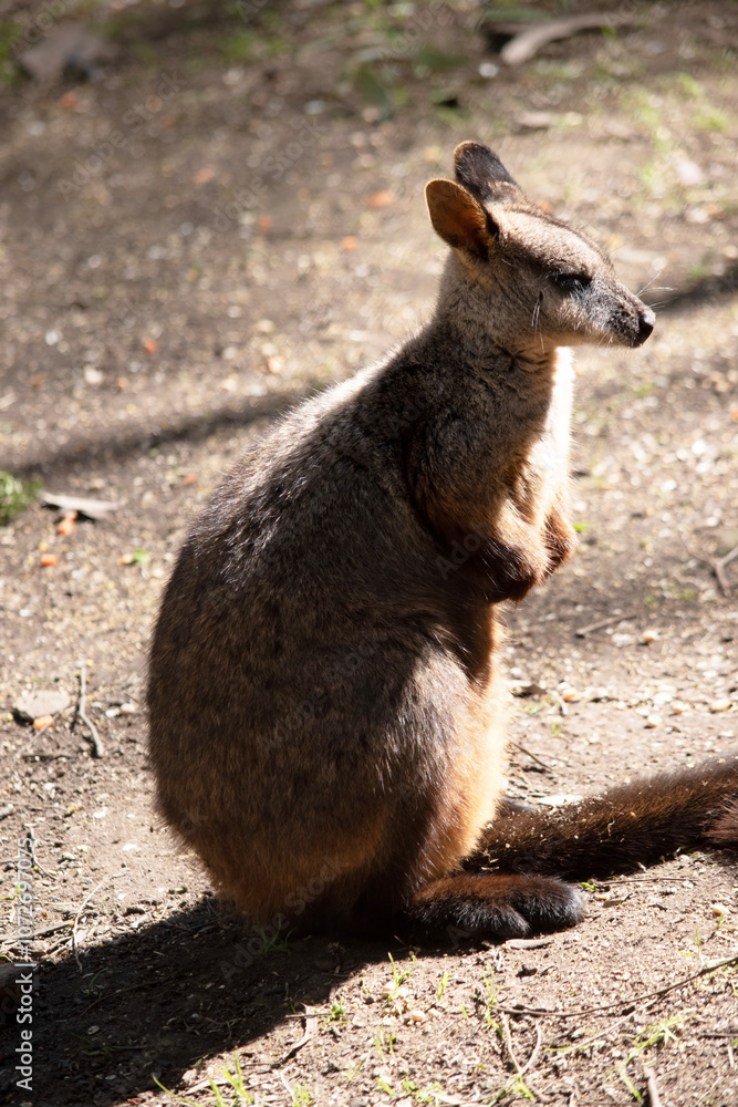 The red necked wallaby has mostly tawny grey fur, with a white chest and belly, and a dark brown muzzle, paws and feet. The red necked wallaby has mostly tawny grey fur, with a white chest and belly, and a dark brown muzzle, paws and feet.