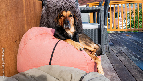 Huntaway happy dog resting on a bean bag photo