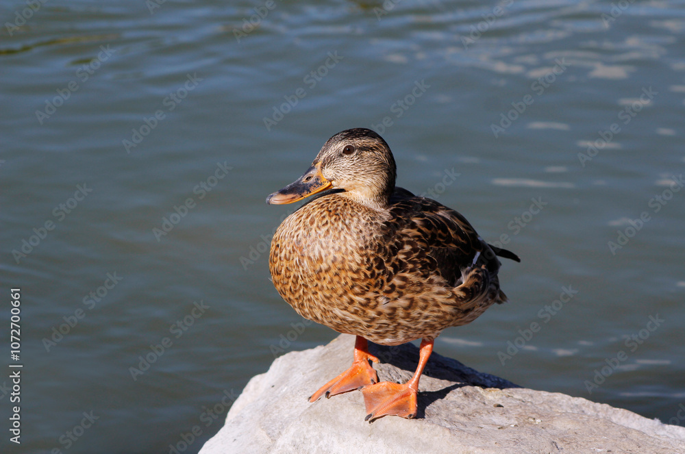 duck on the lake duck on the lake