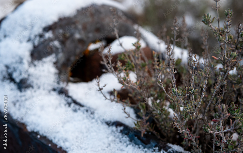 Plants and things covered in frost light snow Plants and things covered in frost light snow