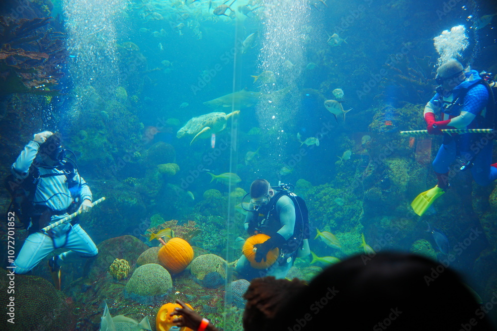 Fototapeta premium Tampa, Florida, USA: 10 20 2024: Florida Aquarium scuba diving for Halloween Decoration in Fishing tank