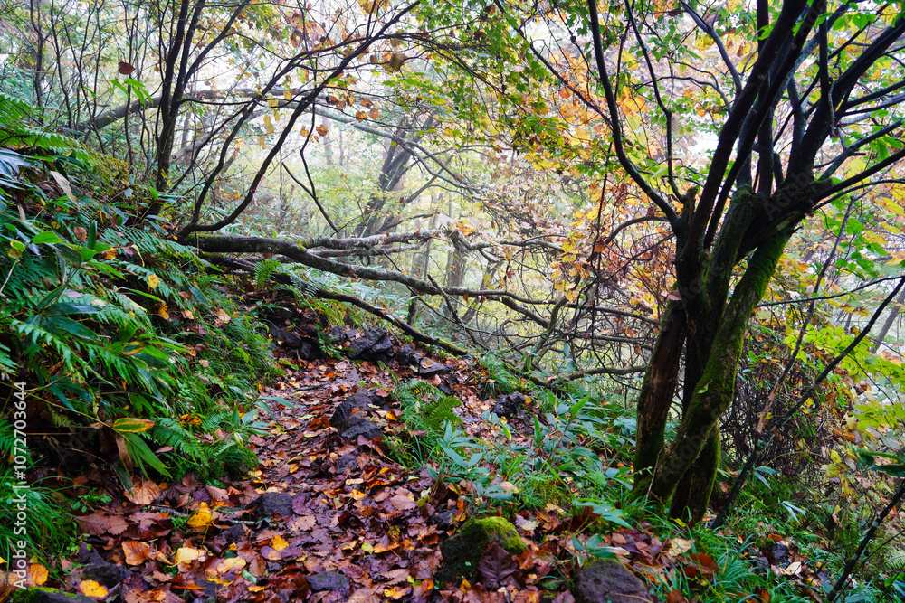 霧に包まれた秋の山道と紅葉