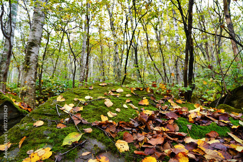 Obraz na płótnie 霧に包まれた秋の山道と紅葉 w salonie