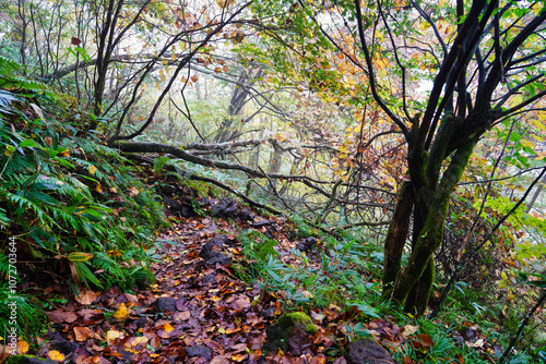 Obraz na płótnie 霧に包まれた秋の山道と紅葉 w salonie