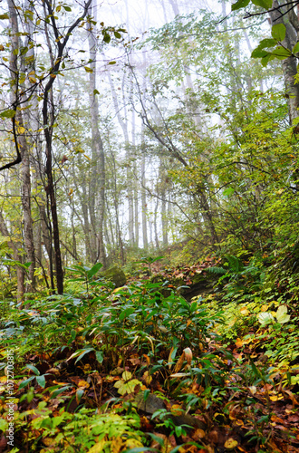Obraz na płótnie 霧に包まれた秋の山道と紅葉 w salonie