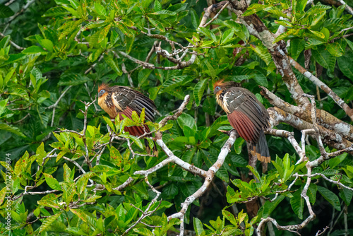 Flying Hoatzin (Opisthocomus hoazin) with crest raised in the Amazon rainforest at Ecuador, South America. photo