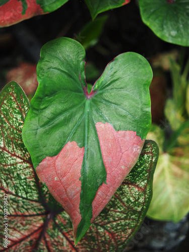 caladiume bicolor leafe plant bueaty decorate in house pot  photo