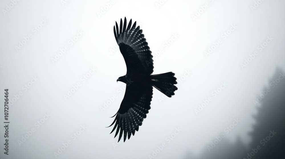 Fototapeta premium Silhouette of a Hawk in Flight