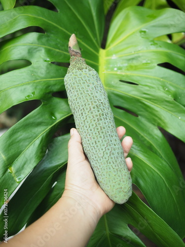 monstera leafe decorate house garden and fruits 