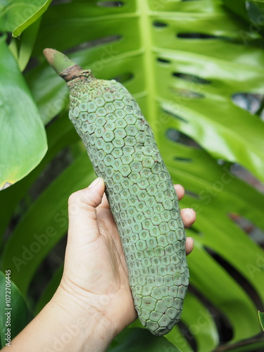 monstera leafe decorate house garden and fruits 